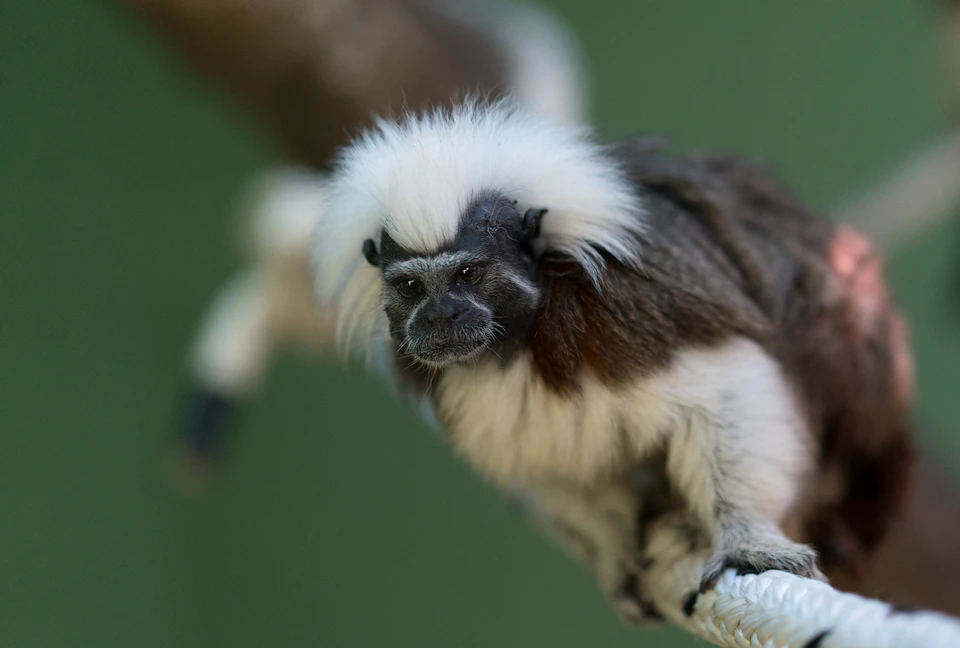 A small monkey with a distinctive white crest and brown fur clings to a branch against a blurred green background.