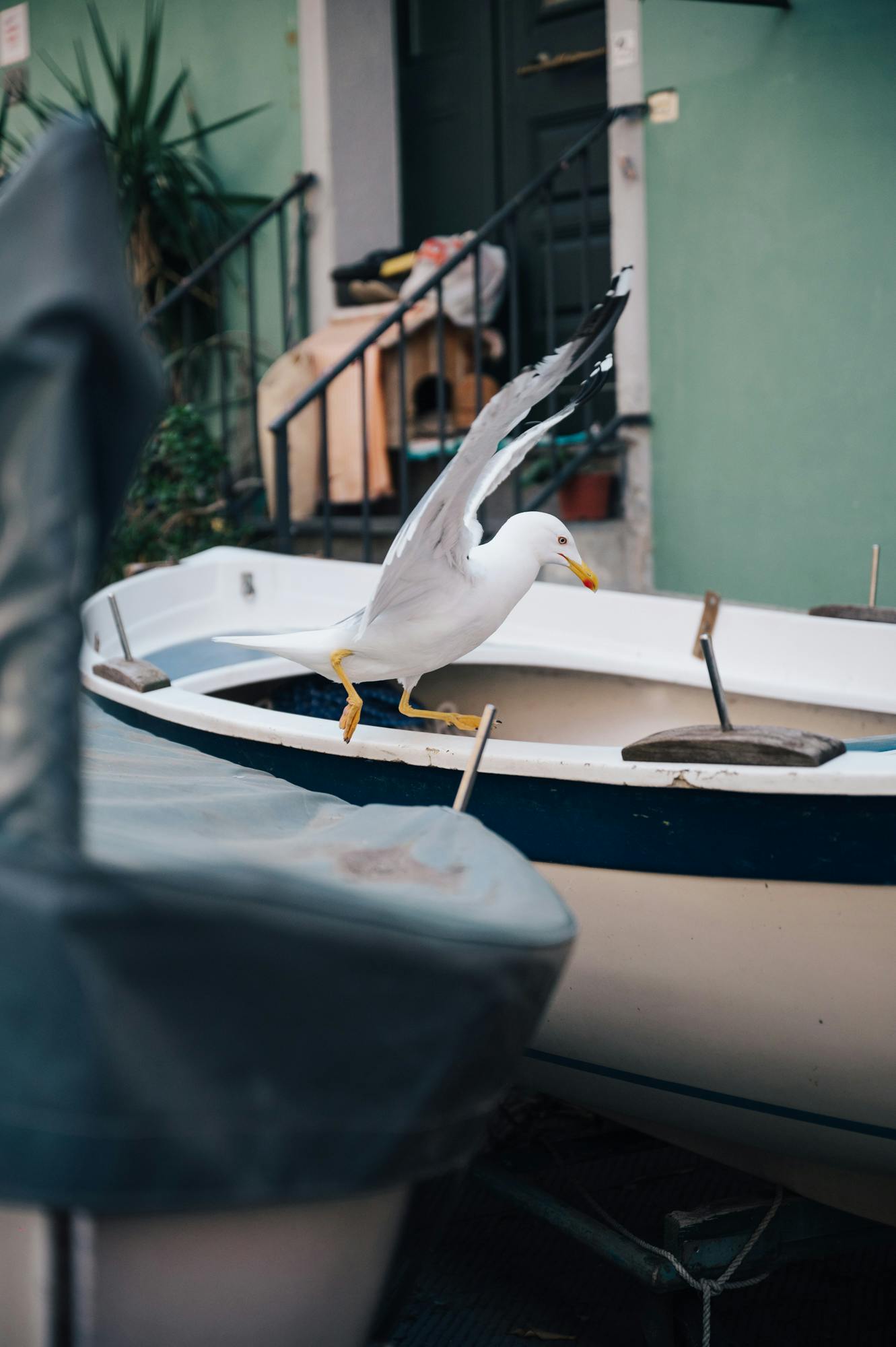 一只长着翅膀的海鸥站在一艘蓝色条纹的小船上。 背景中有楼梯和绿墙。