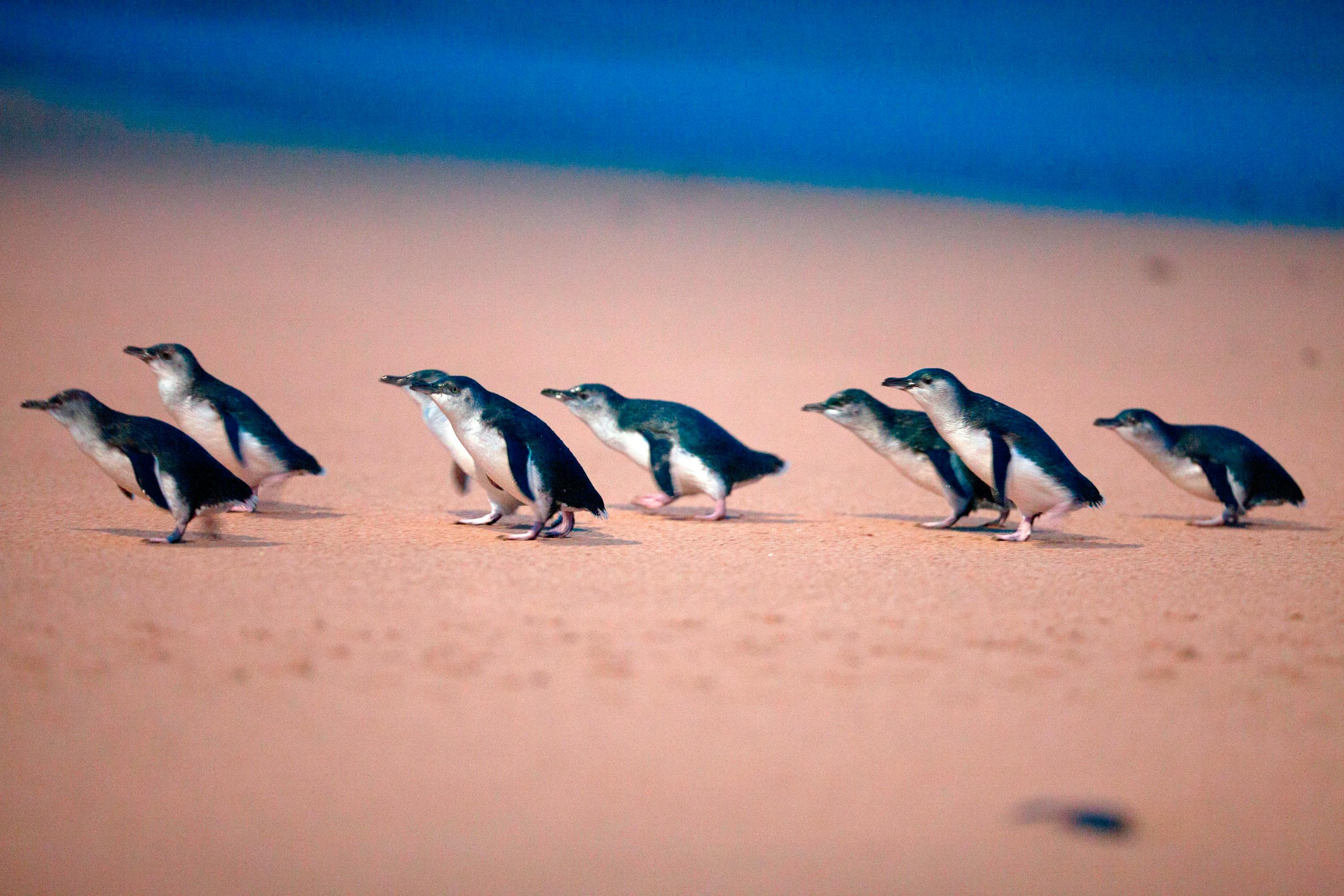 Pinguinparade: Geführte Ranger-Tour
