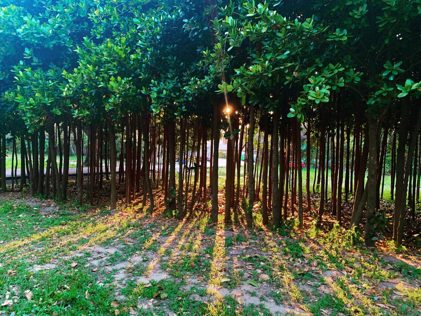 Sunlight filtering through a cluster of slender tree trunks with dense green foliage, casting long shadows on the grass.