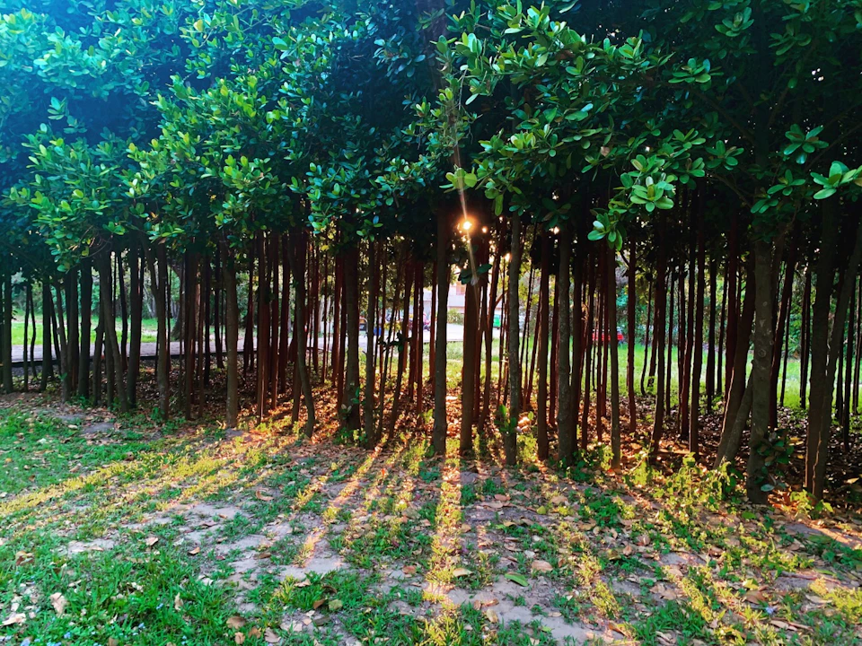 A grove of thin trees with sunlight streaming through, casting long shadows on the ground covered with grass and leaves.