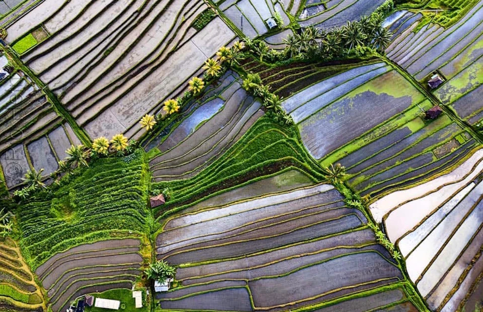 Aerial view of terraced rice fields in various stages of cultivation, bordered by palm trees and small structures.