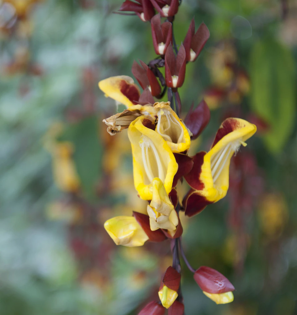 Close-up of vibrant yellow and maroon flowers with soft-focus green foliage in the background.