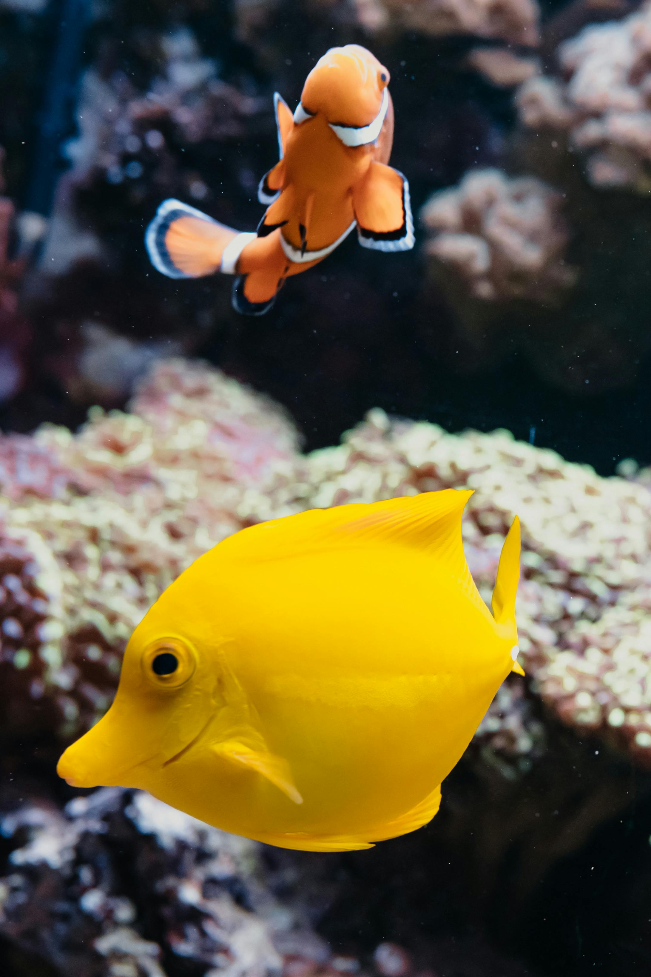 A vibrant yellow fish and an orange clownfish swim near coral in an aquarium.