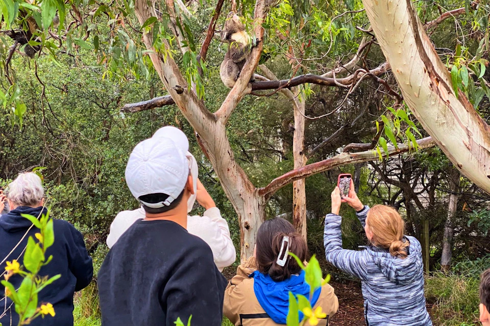 Koala spotting in their natural habitat