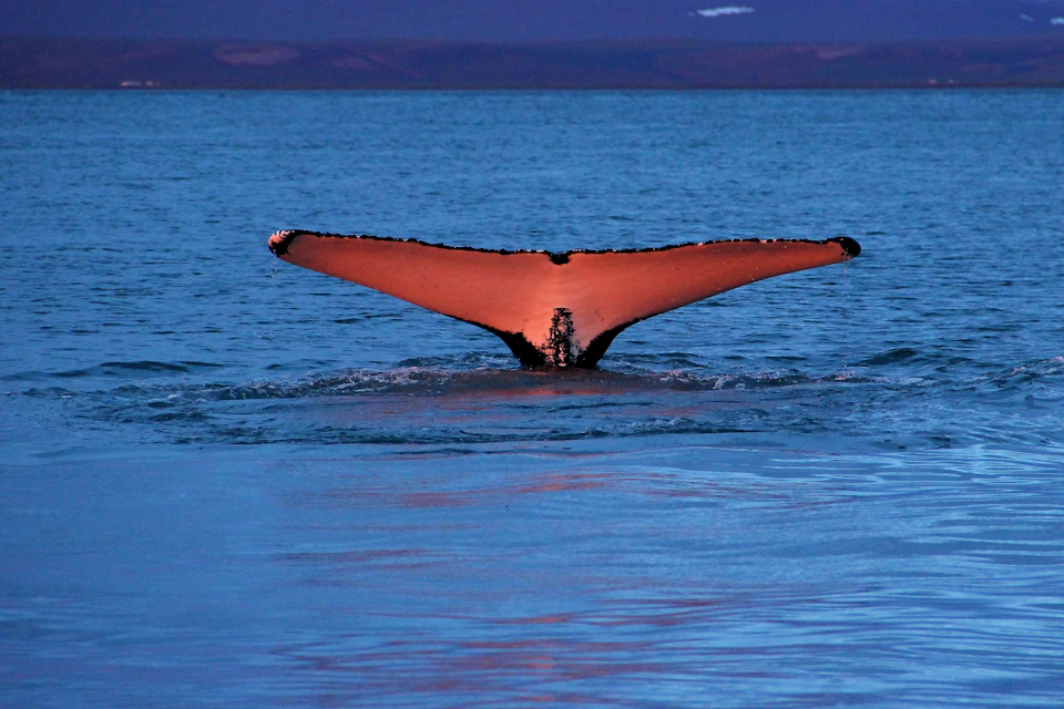 A whale's tail emerges from calm water, illuminated by soft light, with a distant shoreline in the background.