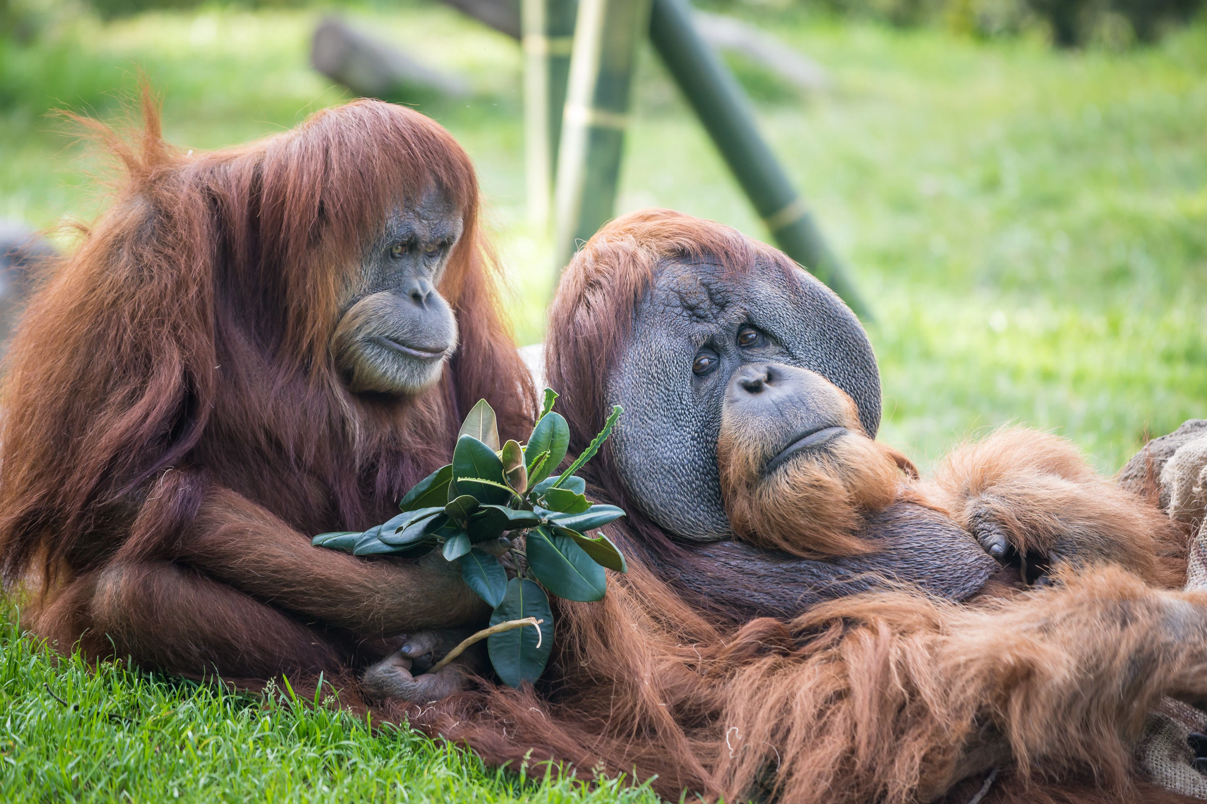 San Diego Zoo & Safari Park: Passe para 2 visitas