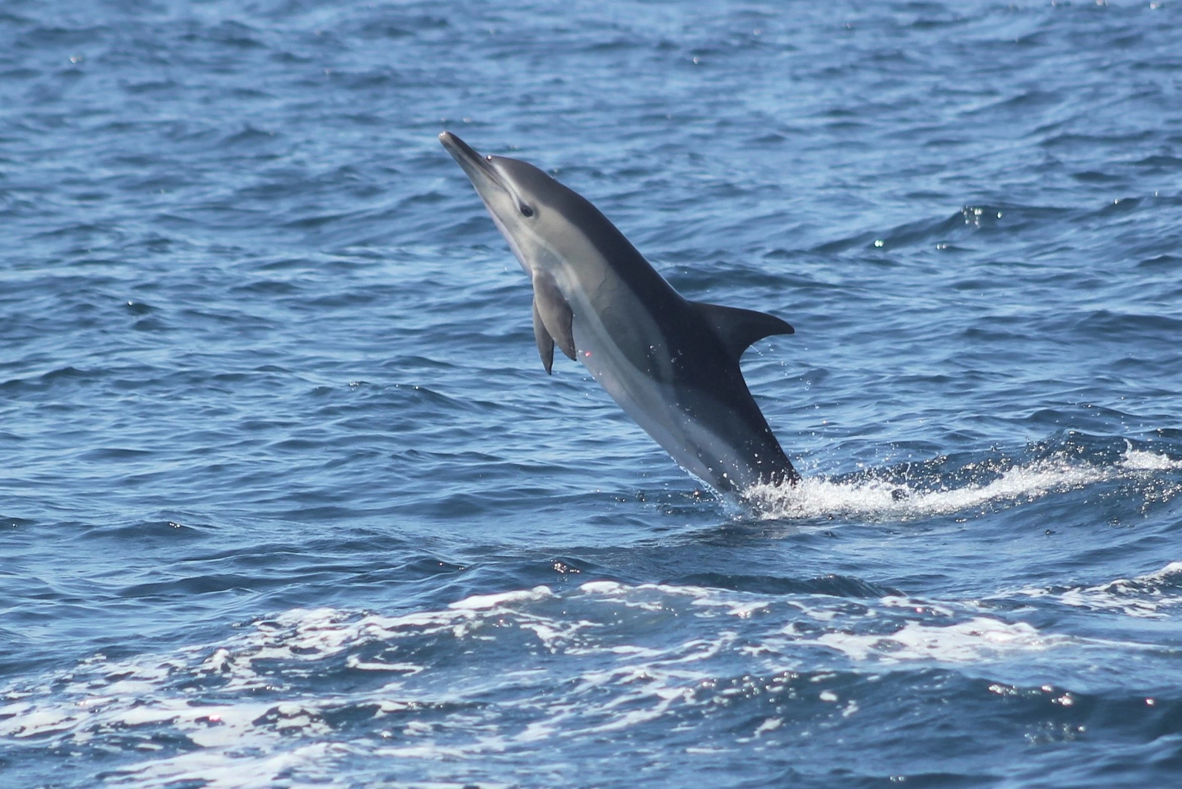 Sagres: Guided Dolphin Watching Tour