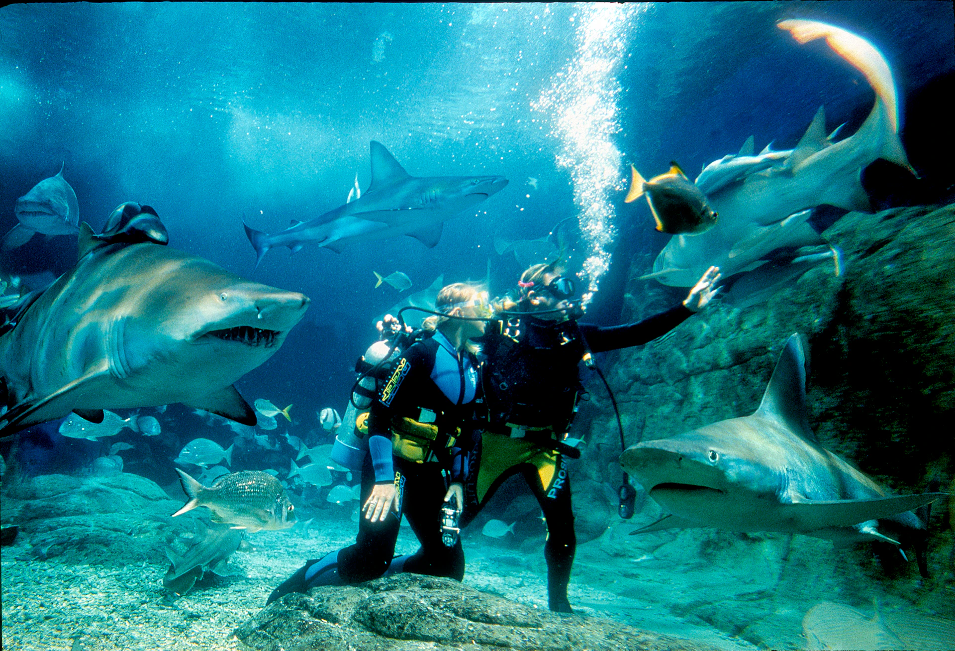 Two scuba divers surrounded by various sharks and fish underwater near a rocky sea floor.