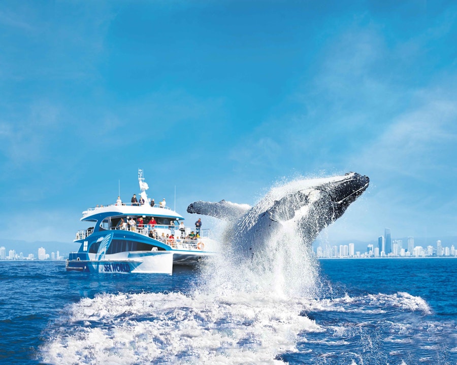 Gold Coast Whale Watching Cruise