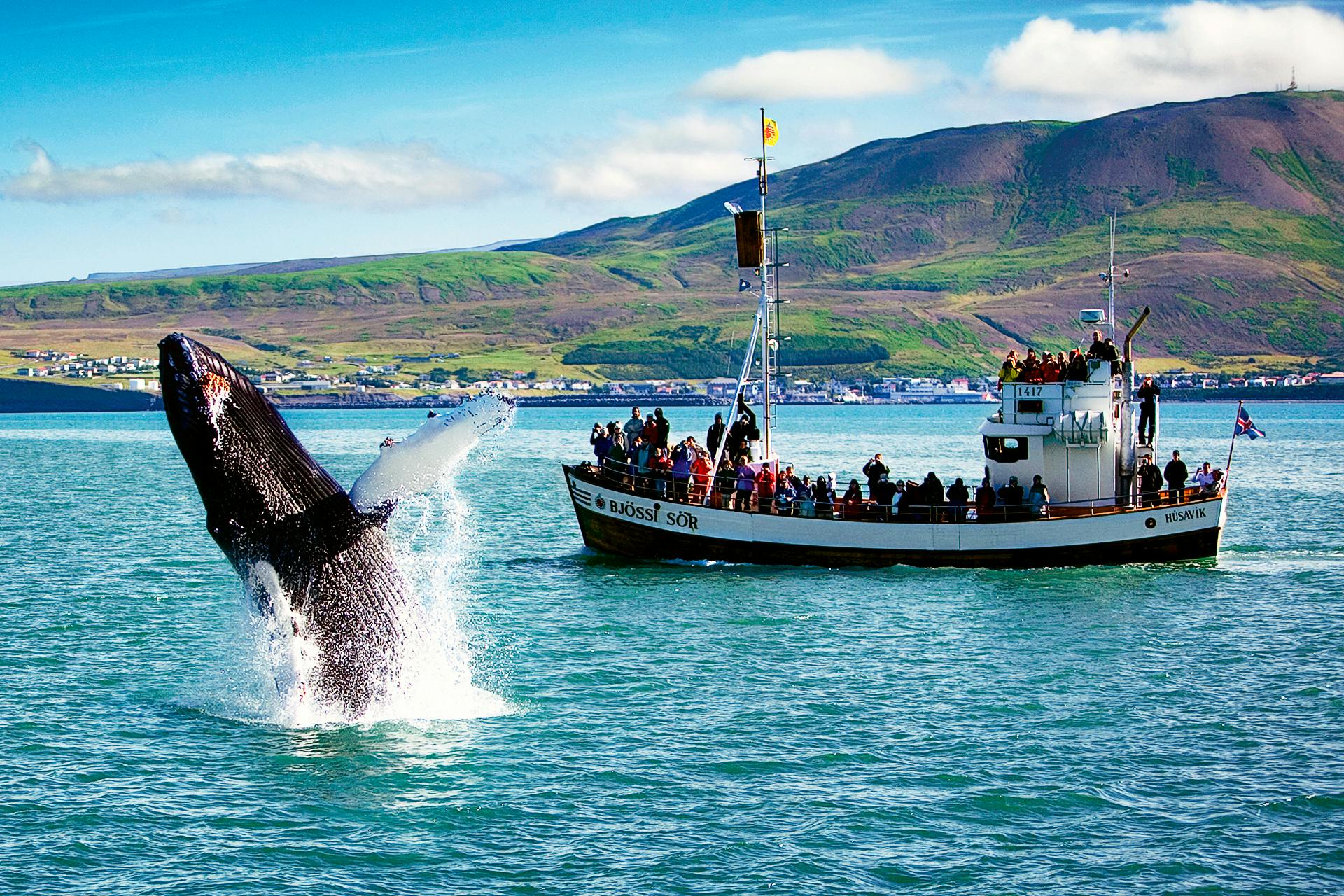 Une baleine s'approche d'un bateau rempli de personnes, avec des montagnes et une ville côtière en arrière-plan.