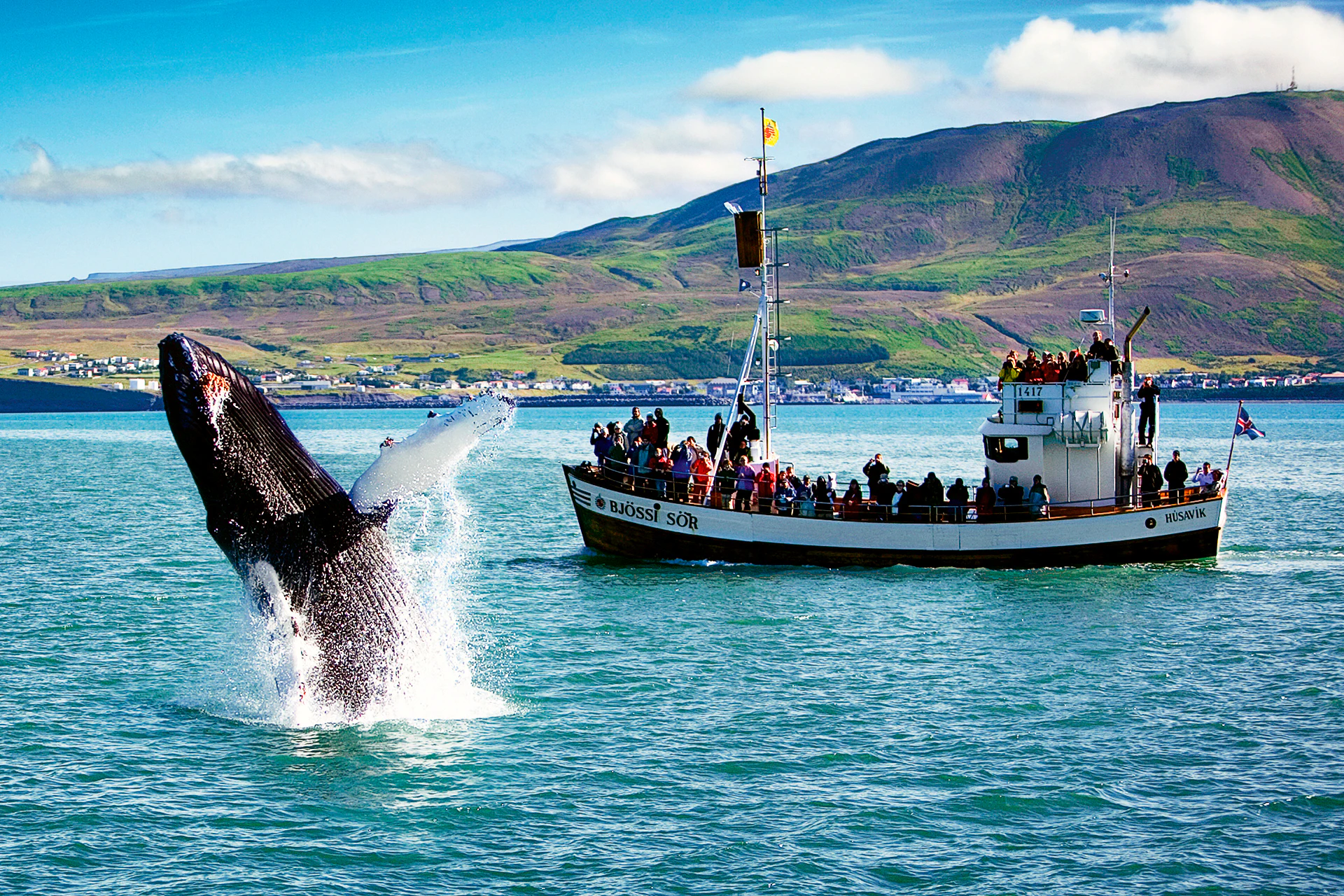 Book Your Iceland Whale Watching Online Book Your Iceland Whale Watching Online