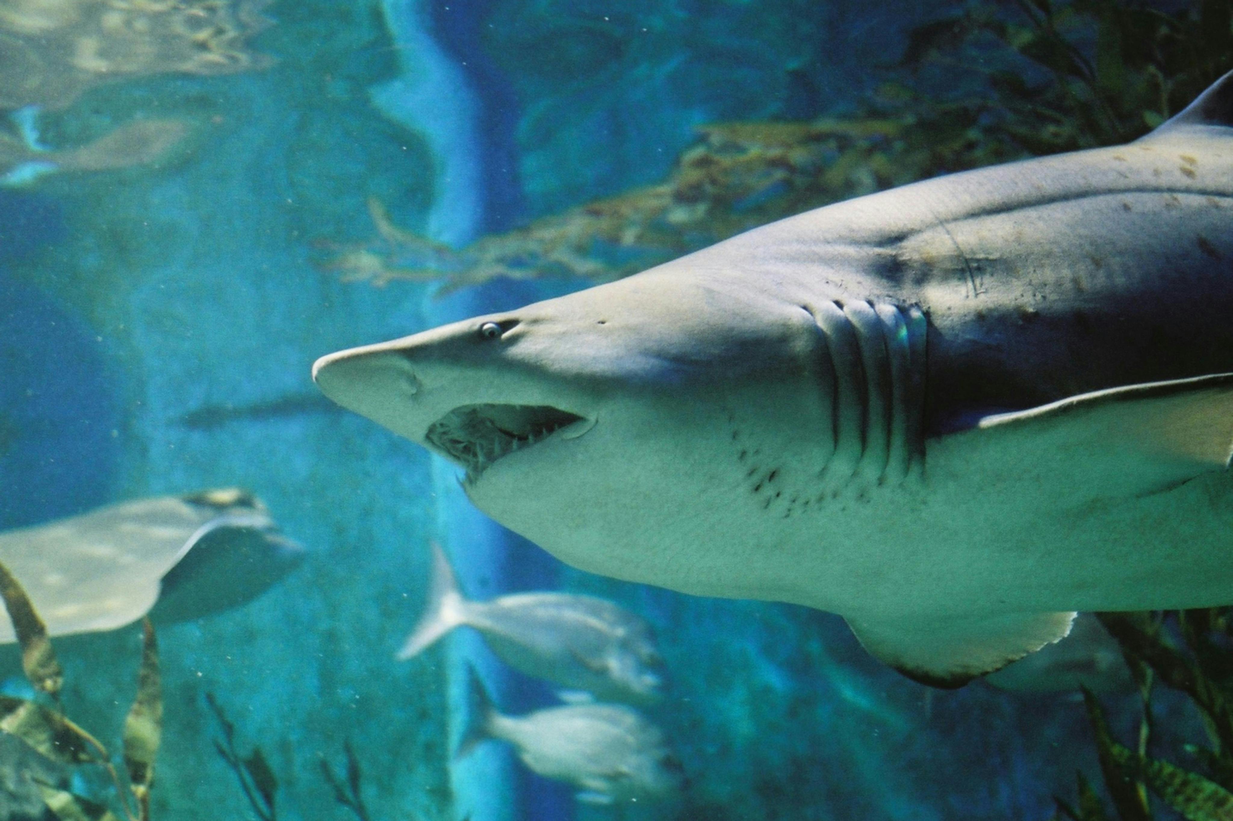 SEA LIFE Sydney Aquarium: Entry Ticket (B2B Product) 2