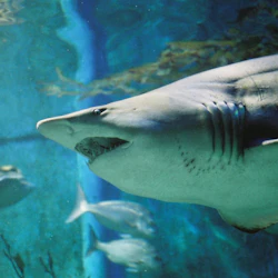 SEA LIFE Sydney Aquarium: Entry Ticket (B2B Product) 2
