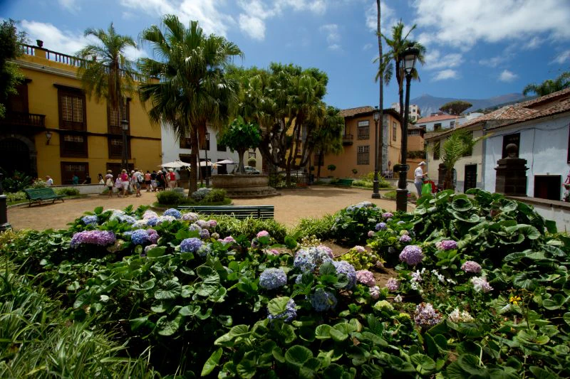 Drachenbaum und Botanischer Garten von Teneriffa | Online buchen