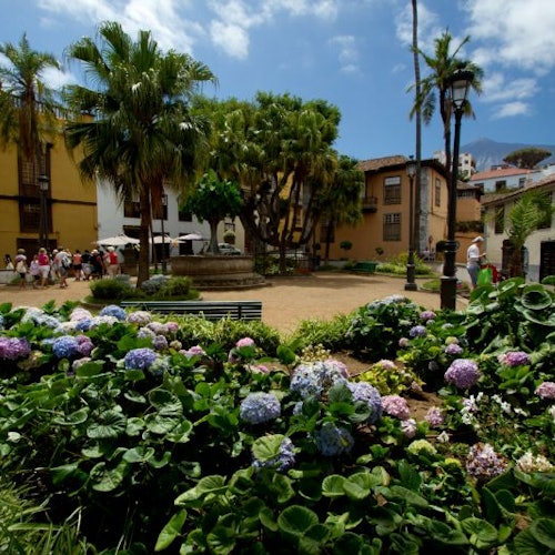 Tenerife Dragon Tree and Botanical Gardens