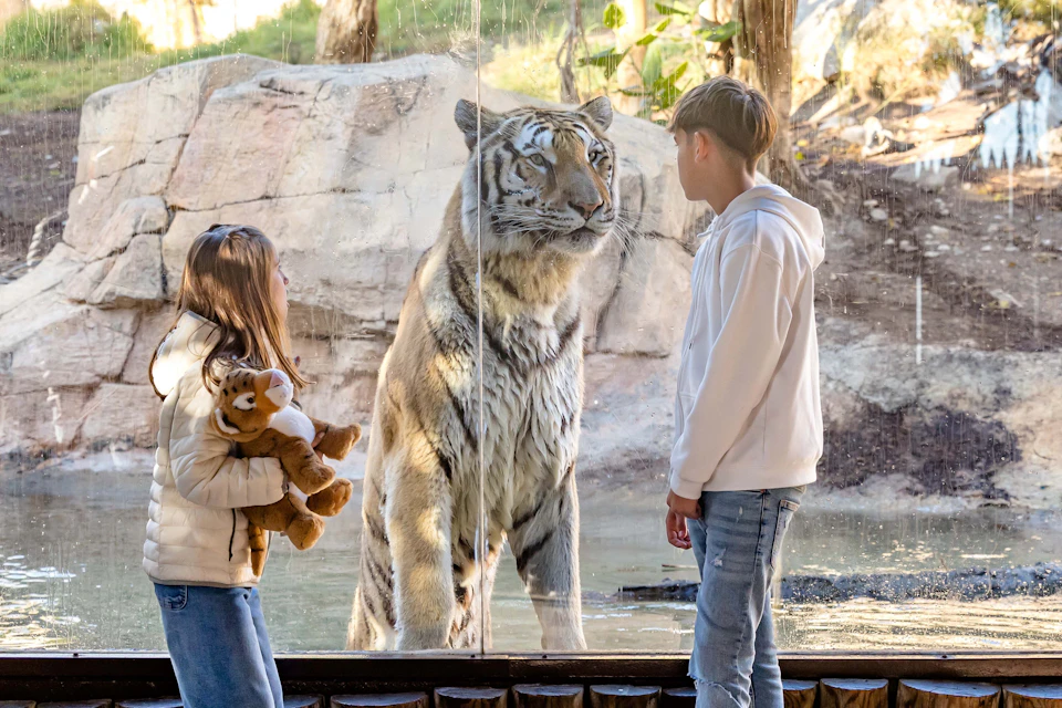A person in a white hoodie observes a tiger behind a glass enclosure in a zoo setting.