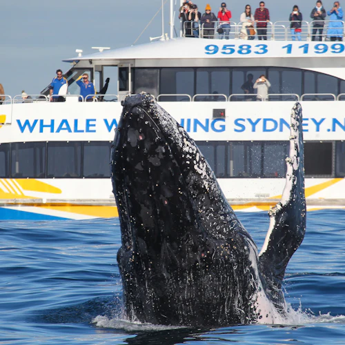 Porto de Sydney: Passeio de barco de 2,5 horas para observação de baleias - Photo 7