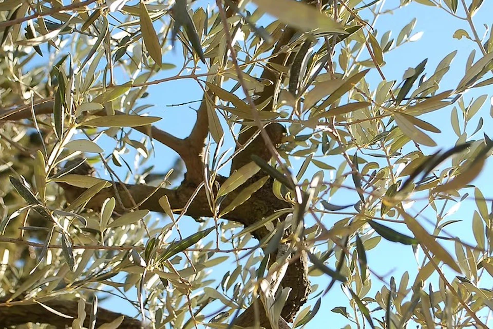 Sunlight filtering through the branches and green leaves of an olive tree against a clear blue sky.