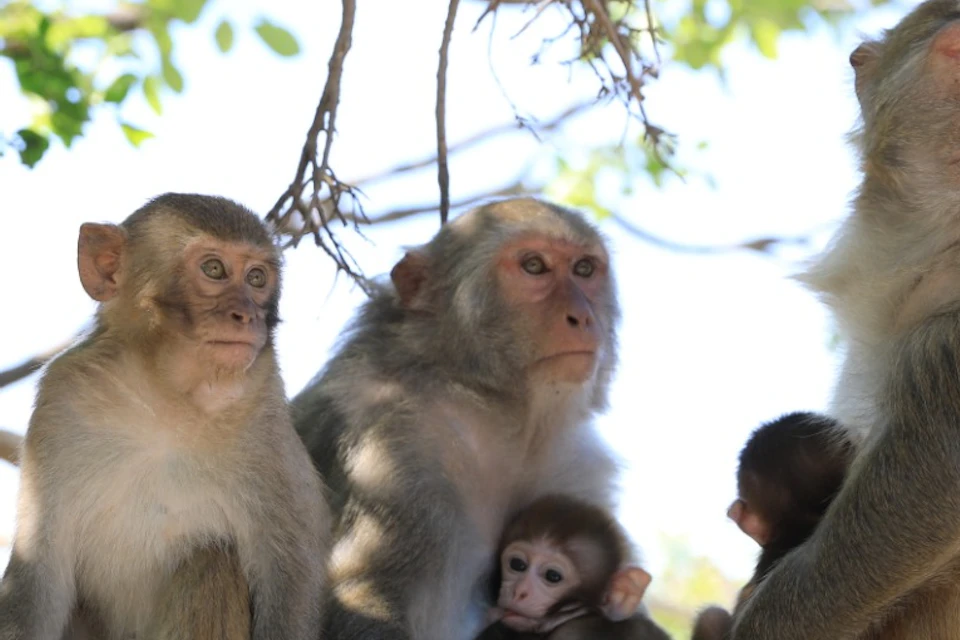 A group of monkeys sitting on a stone ledge under a tree with green leaves, including an adult holding a baby monkey.