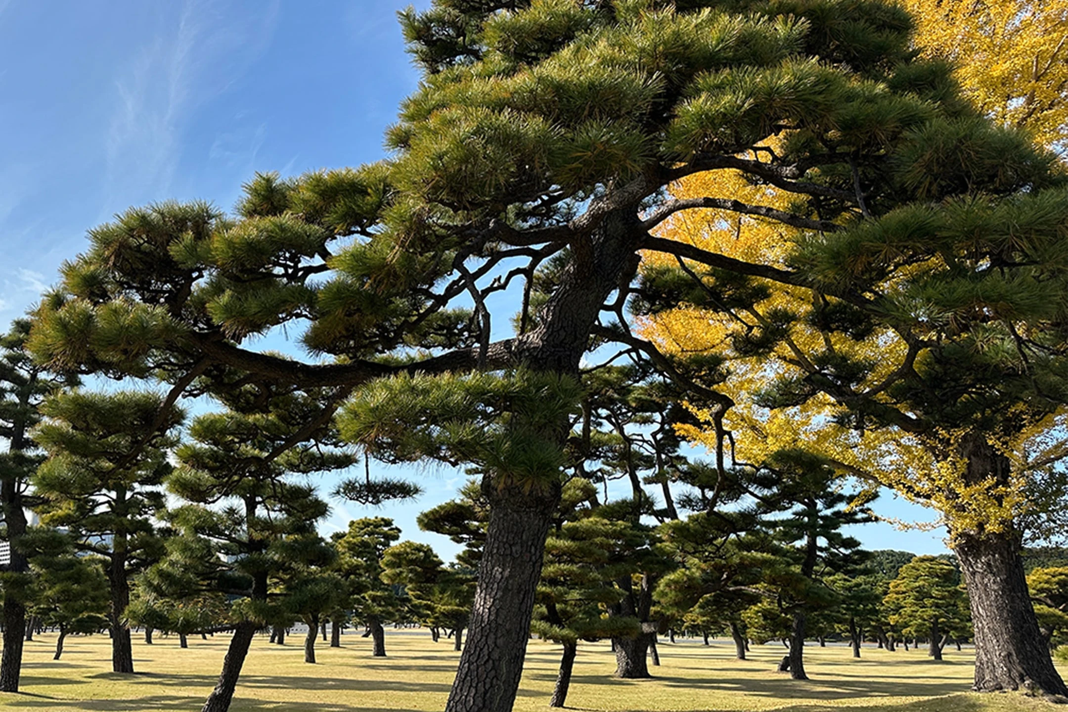 Tokyo Castle & Imperial Palace: Shogun Walking Tour