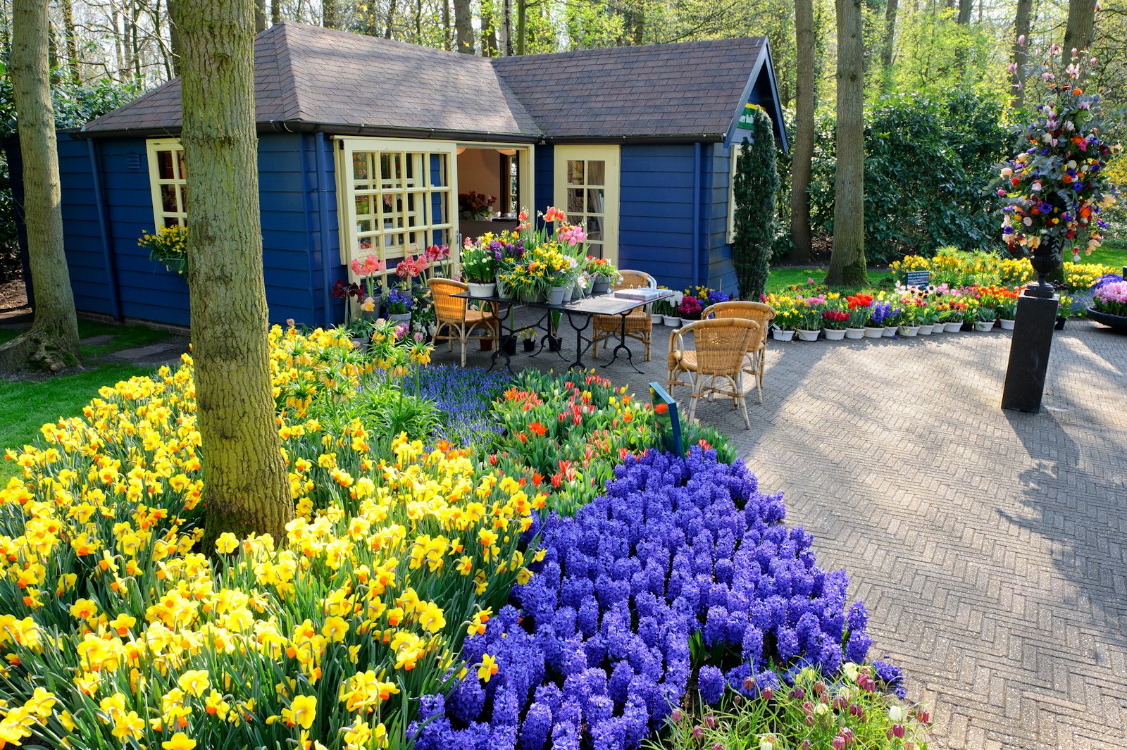 Photo of tulips and a shed in a garden