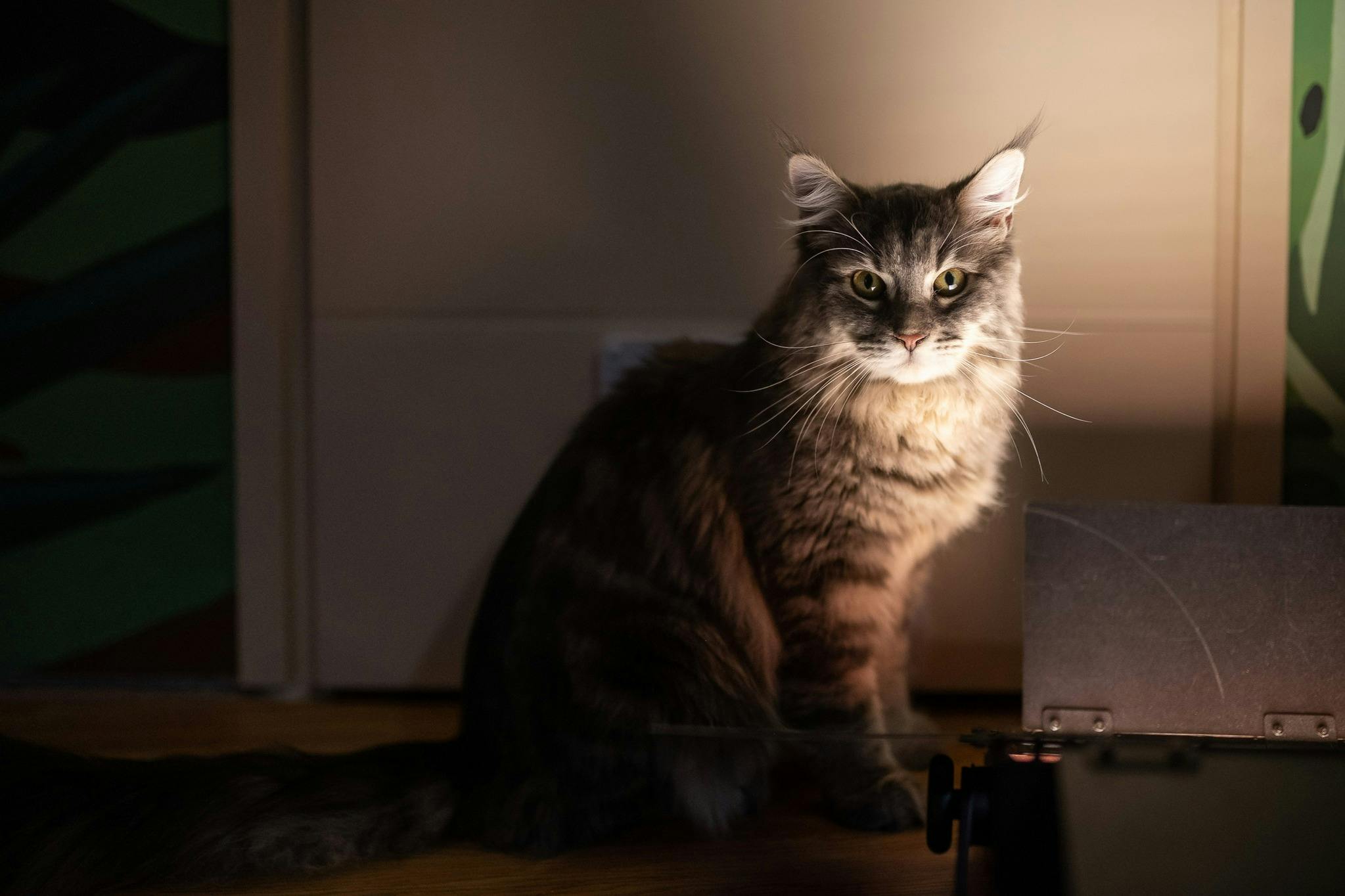 Leonardo, our Maine Coon