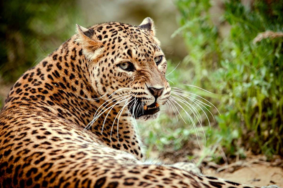 A leopard with detailed spots lying on the ground, surrounded by greenery, looking to its side.