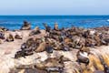 Seals at Hout Bay.