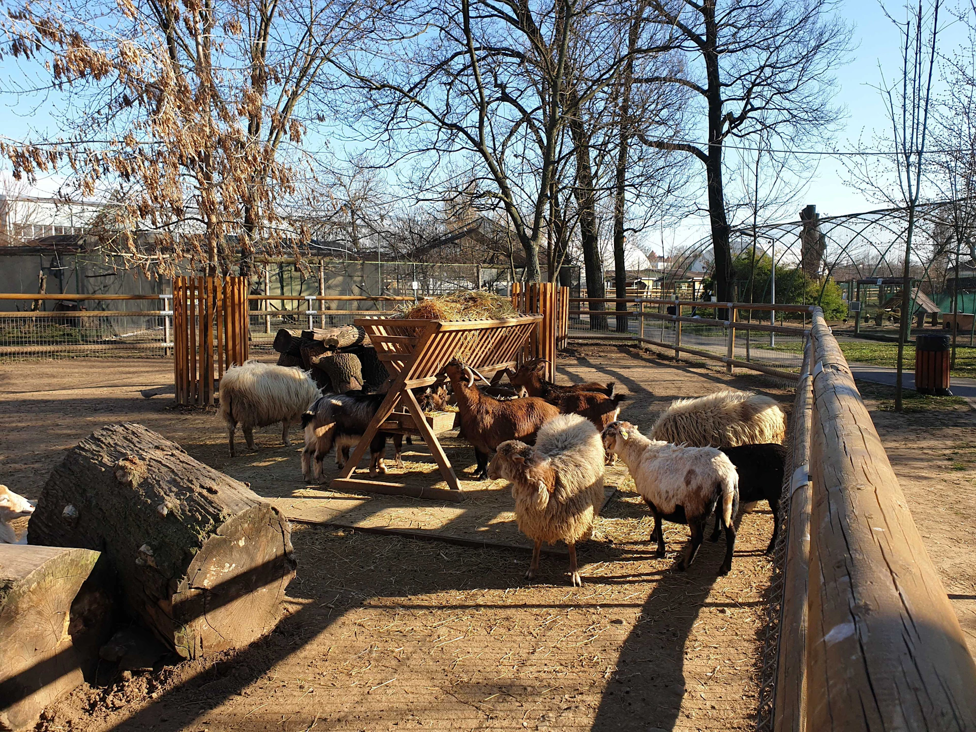 Sheep and goats gather around a wooden feeder in a fenced-in outdoor enclosure with bare trees and a log.