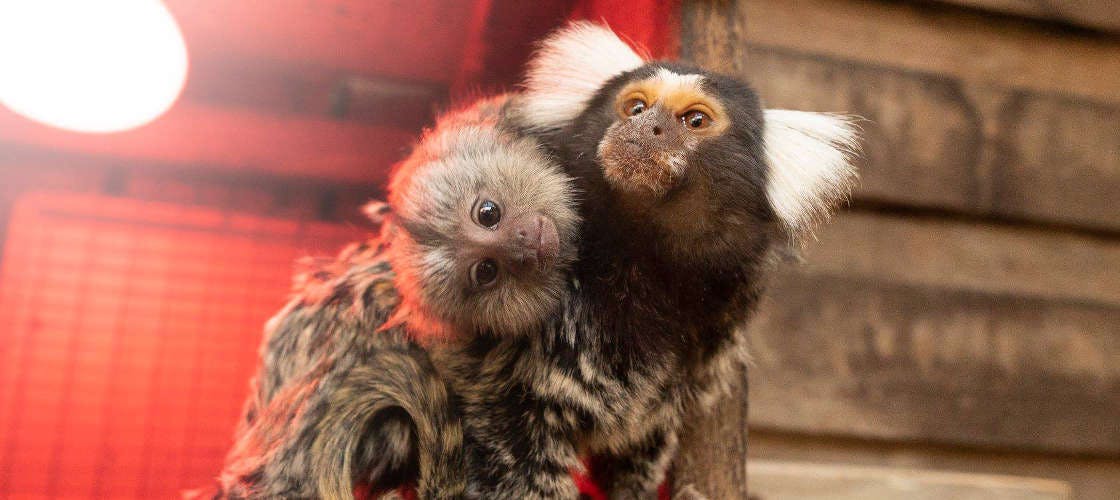 뚜렷한 흰색 귀 터프트를 가진 두 마모셋 원숭이가 붉은 빛 아래 소박한 나무 벽에 바짝 붙어 있습니다.