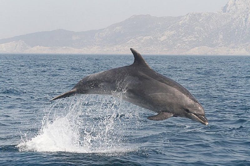 A dolphin leaps out of the water with mountains visible in the background under a cloudy sky.
