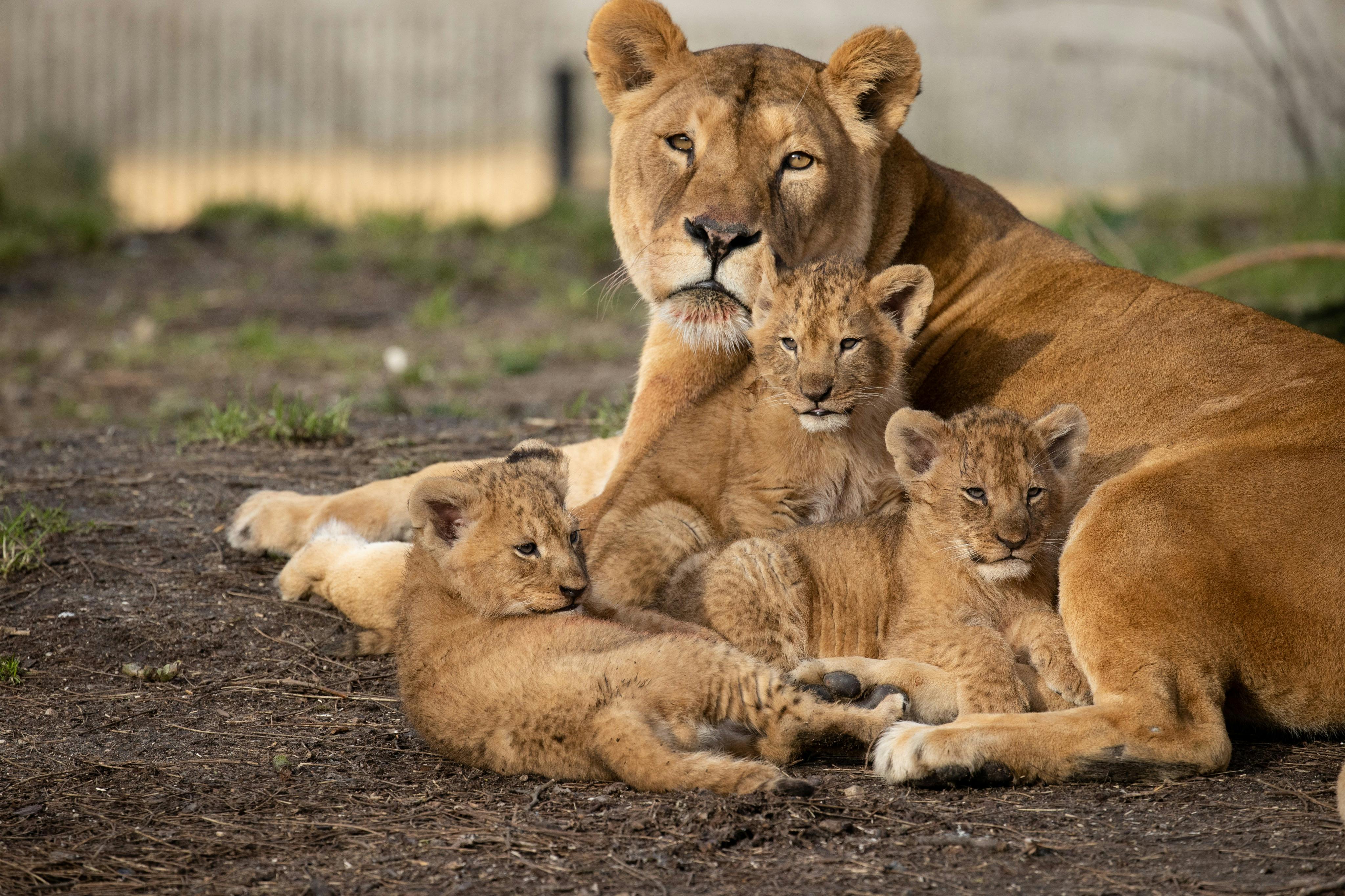哥本哈根动物园