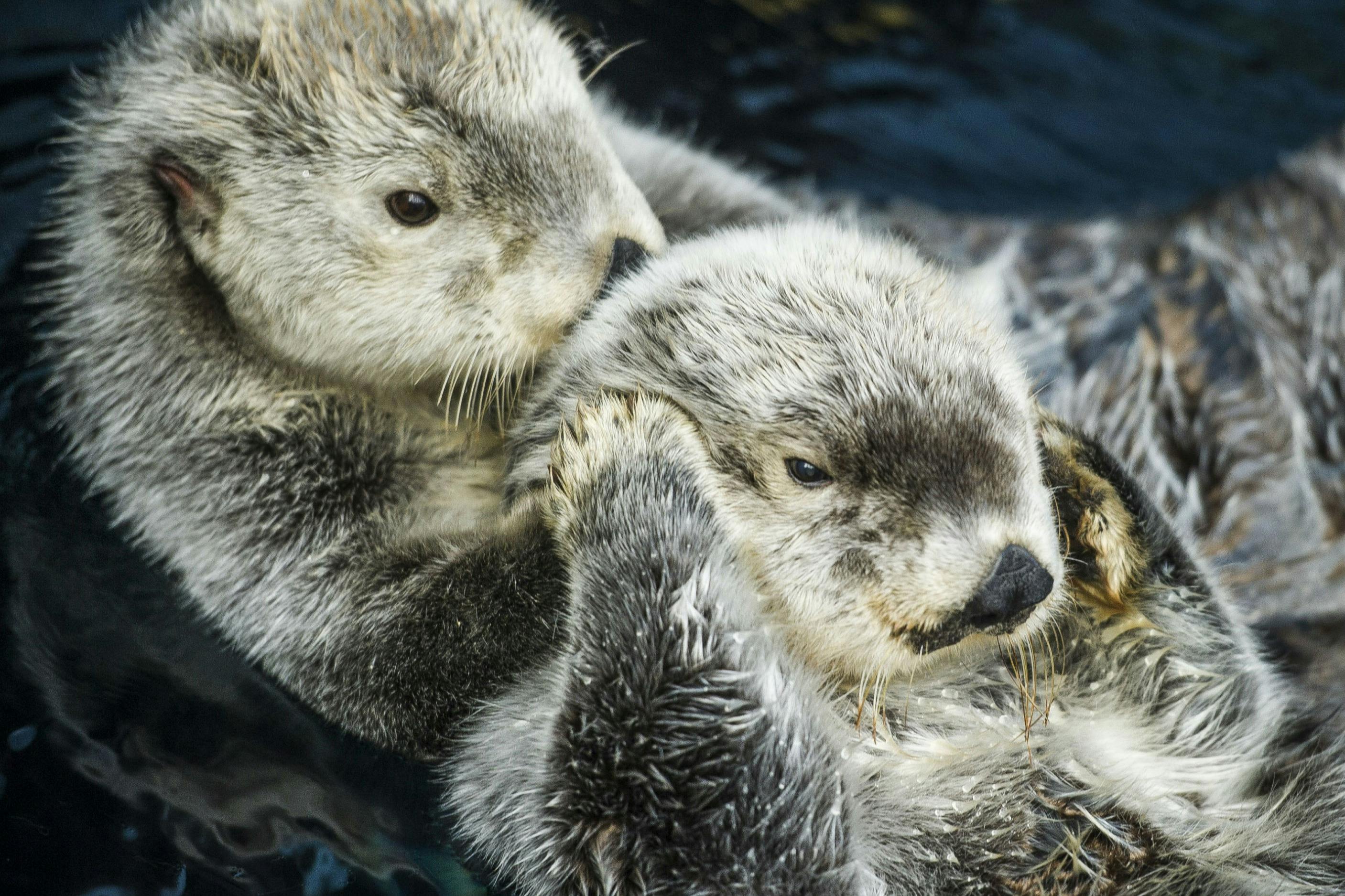 Oceanarium of Lisbon