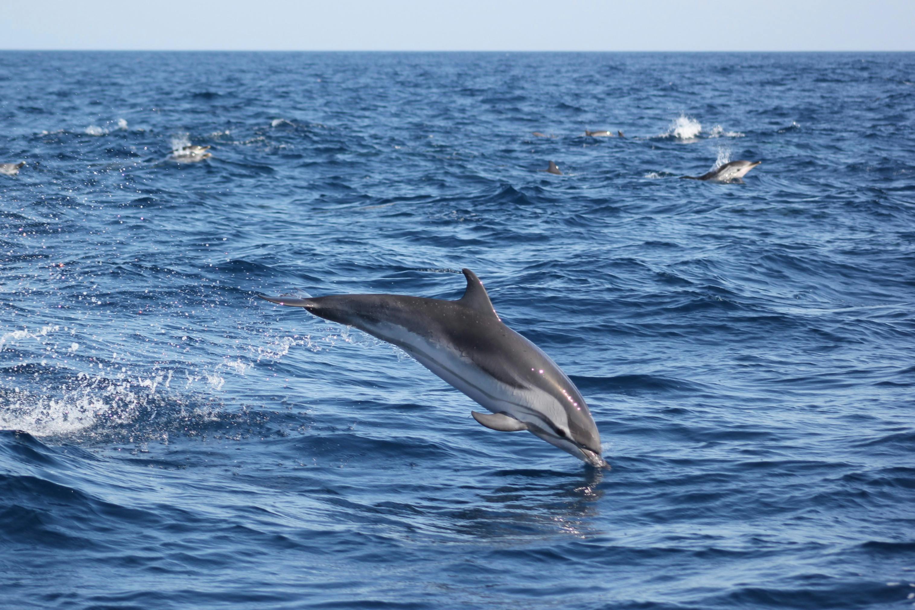 Striped dolphin