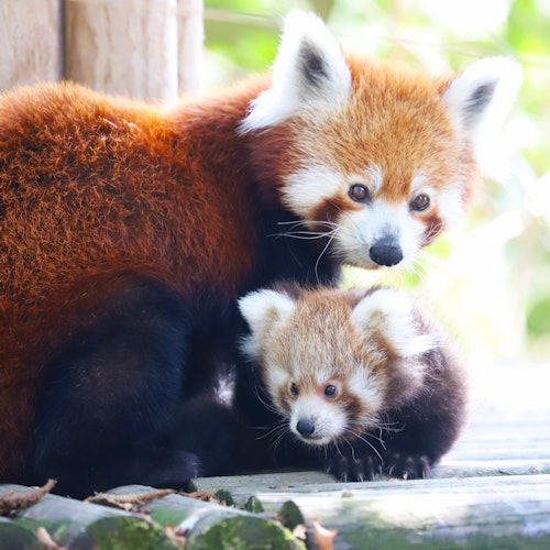 Istanbul FyZoo: Biglietto d'ingresso Istanbul FyZoo: Biglietto d'ingresso