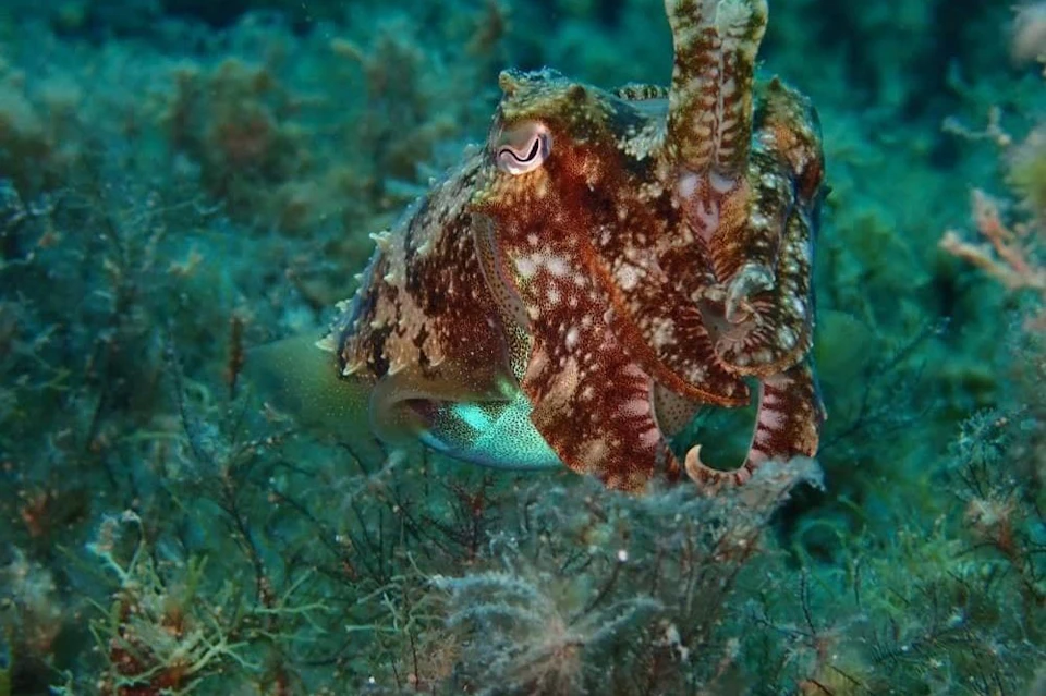 Cuttlefish