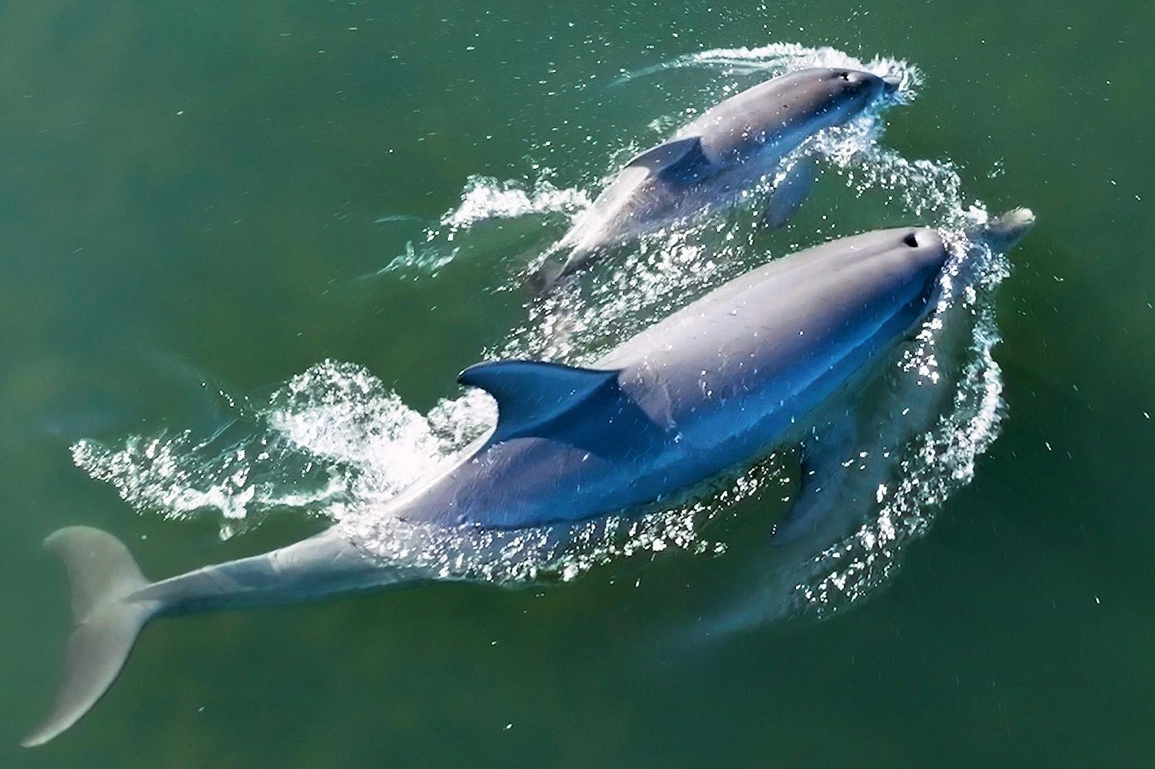 Il est très fréquent d'observer des couples mère-baleineau lors de notre éco-croisière sur les dauphins.