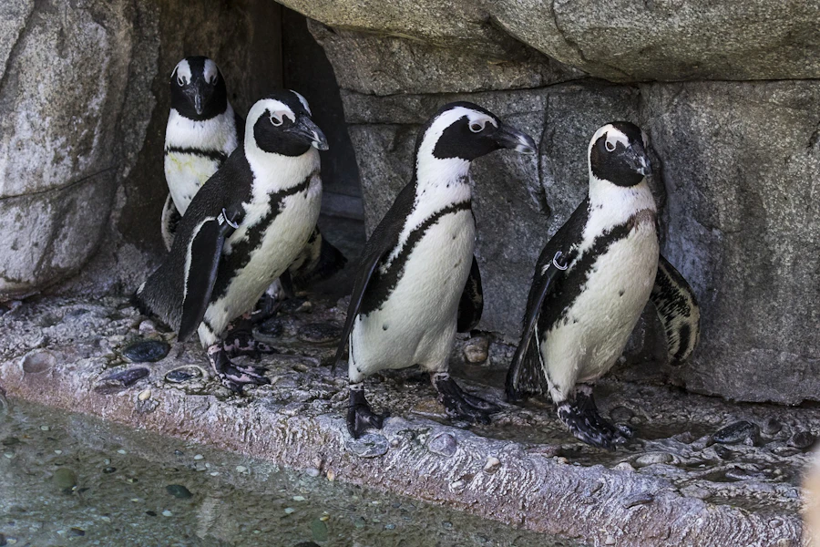 San Diego Zoo Tickets
