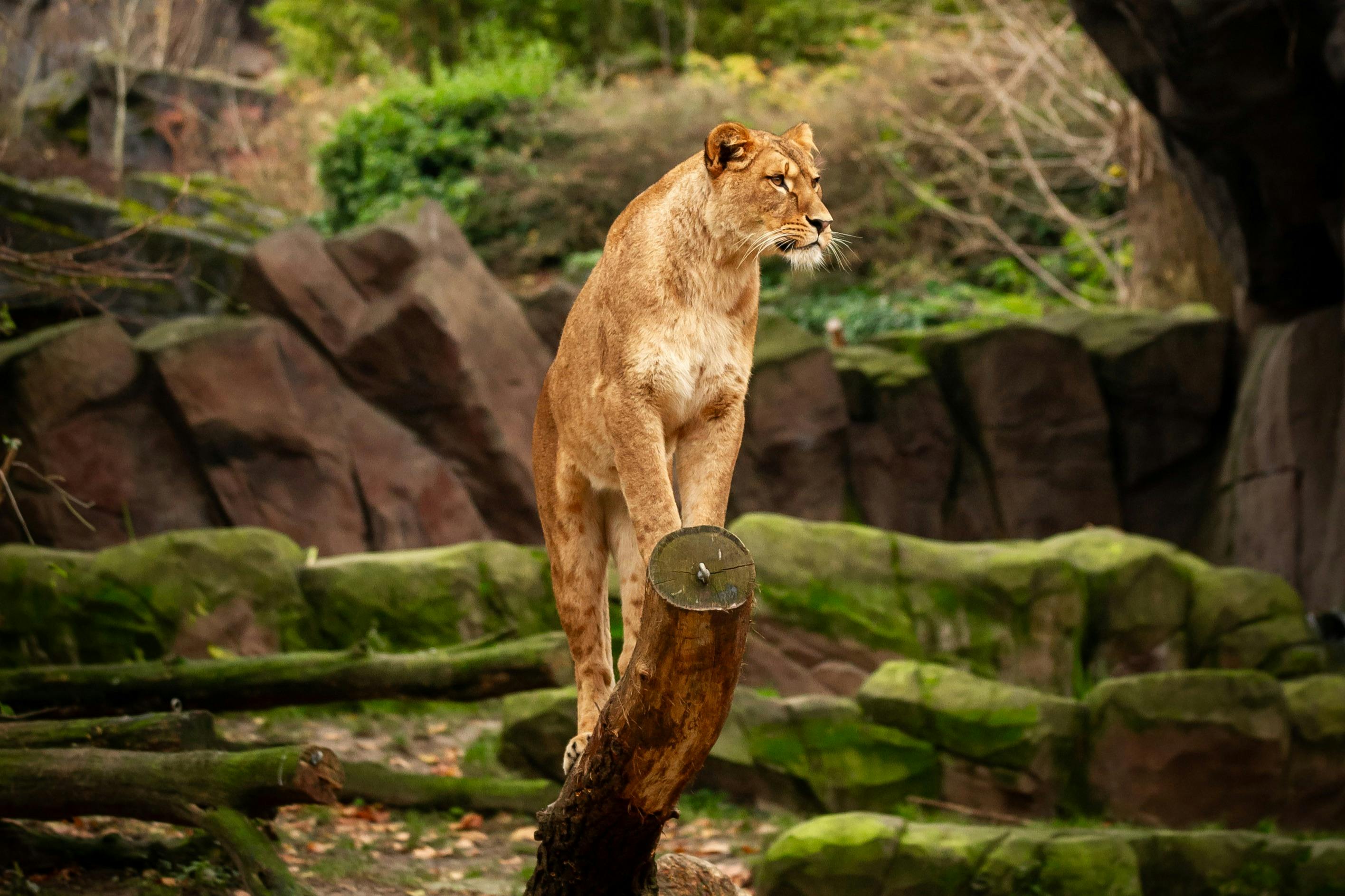 ΖΩΟΛΟΓΙΚΟΣ ΚΗΠΟΣ Lion Antwerp