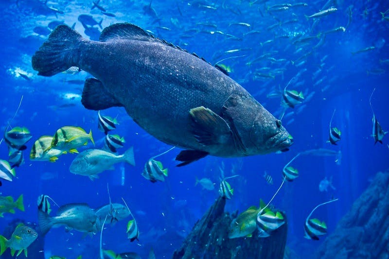 Oceanário de Lisboa
