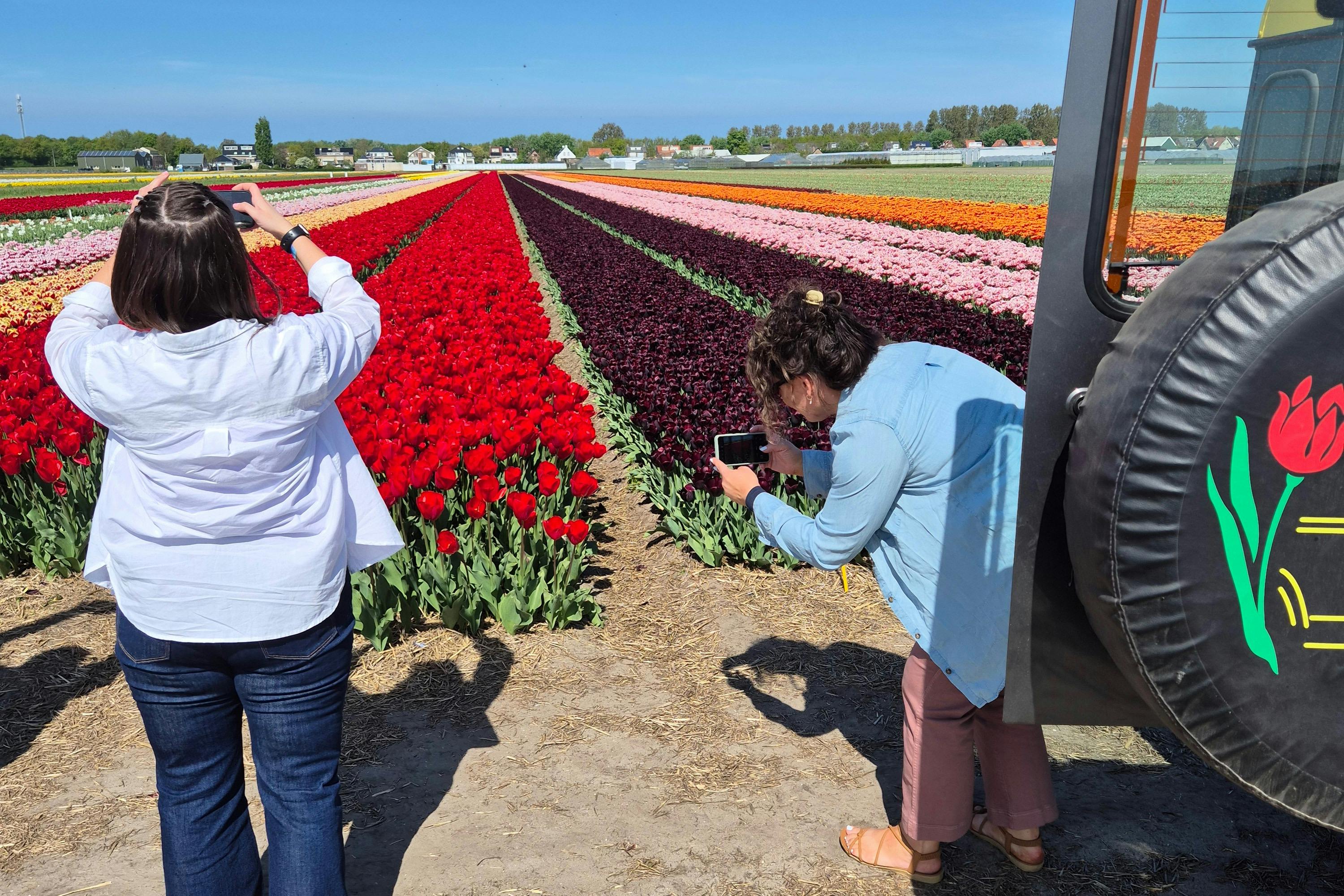Fotos en los campos de tulipanes