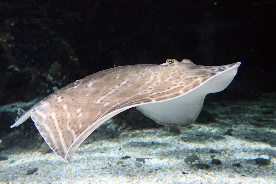 A light brown stingray glides over a sandy seabed with a dark, shadowy background.
