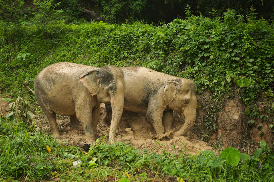 Two elephants covered in mud stand on a dirt trail surrounded by lush green vegetation.
