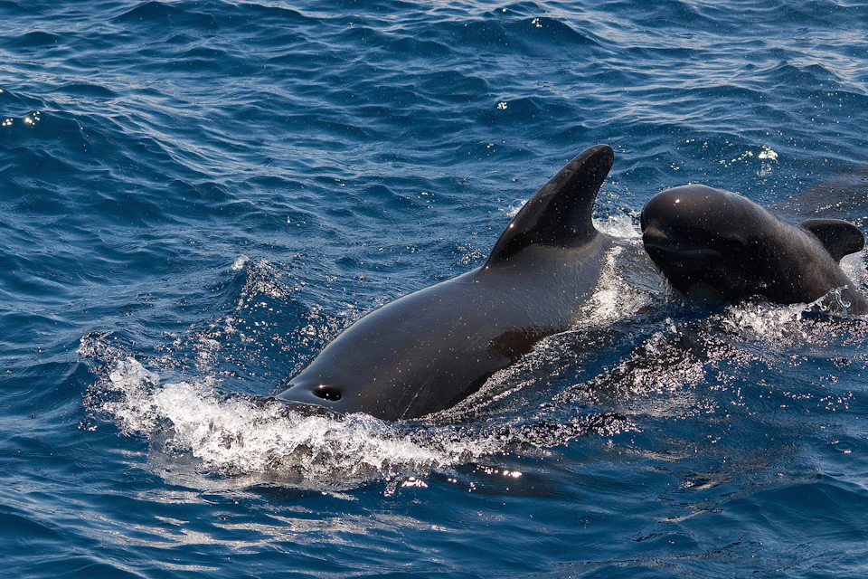 A black pilot whale surfaces in blue ocean water, with its dorsal fin visible and water splashing around it.