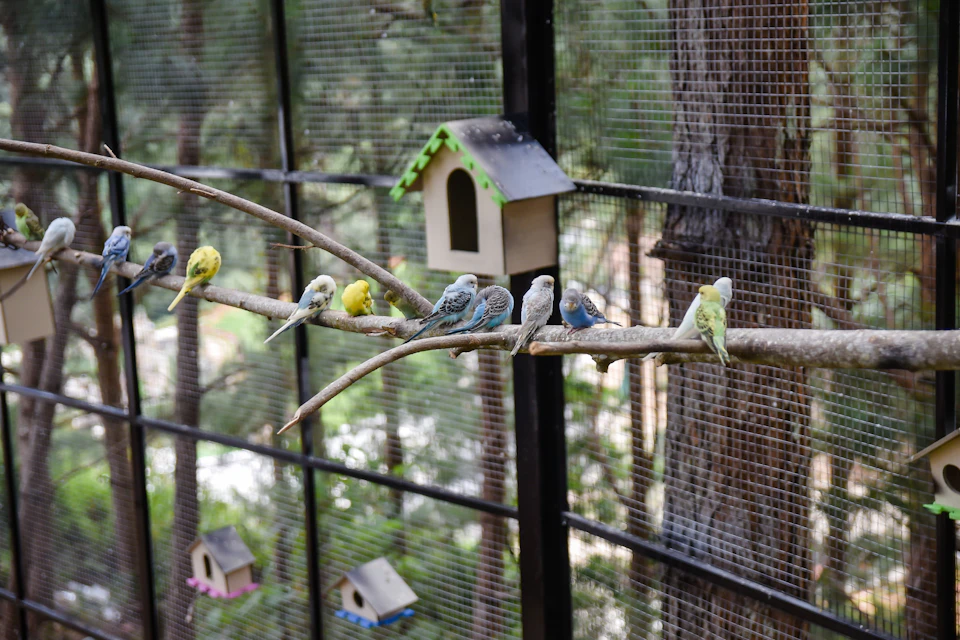 A group of parakeets perched on a branch in an aviary, with birdhouses and trees visible in the background.