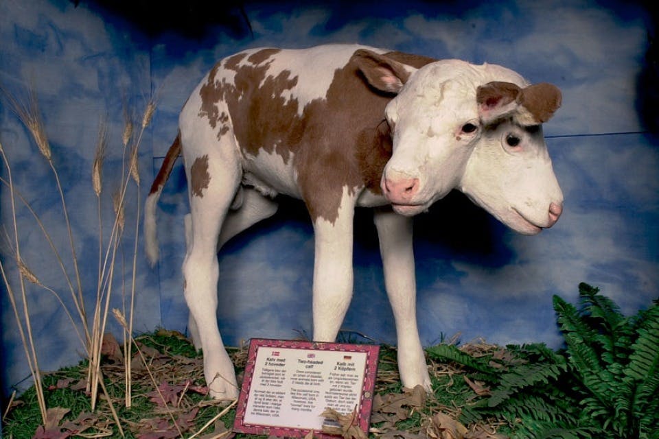 Ripley's Copenhagen 4-Attraction Fun Pass