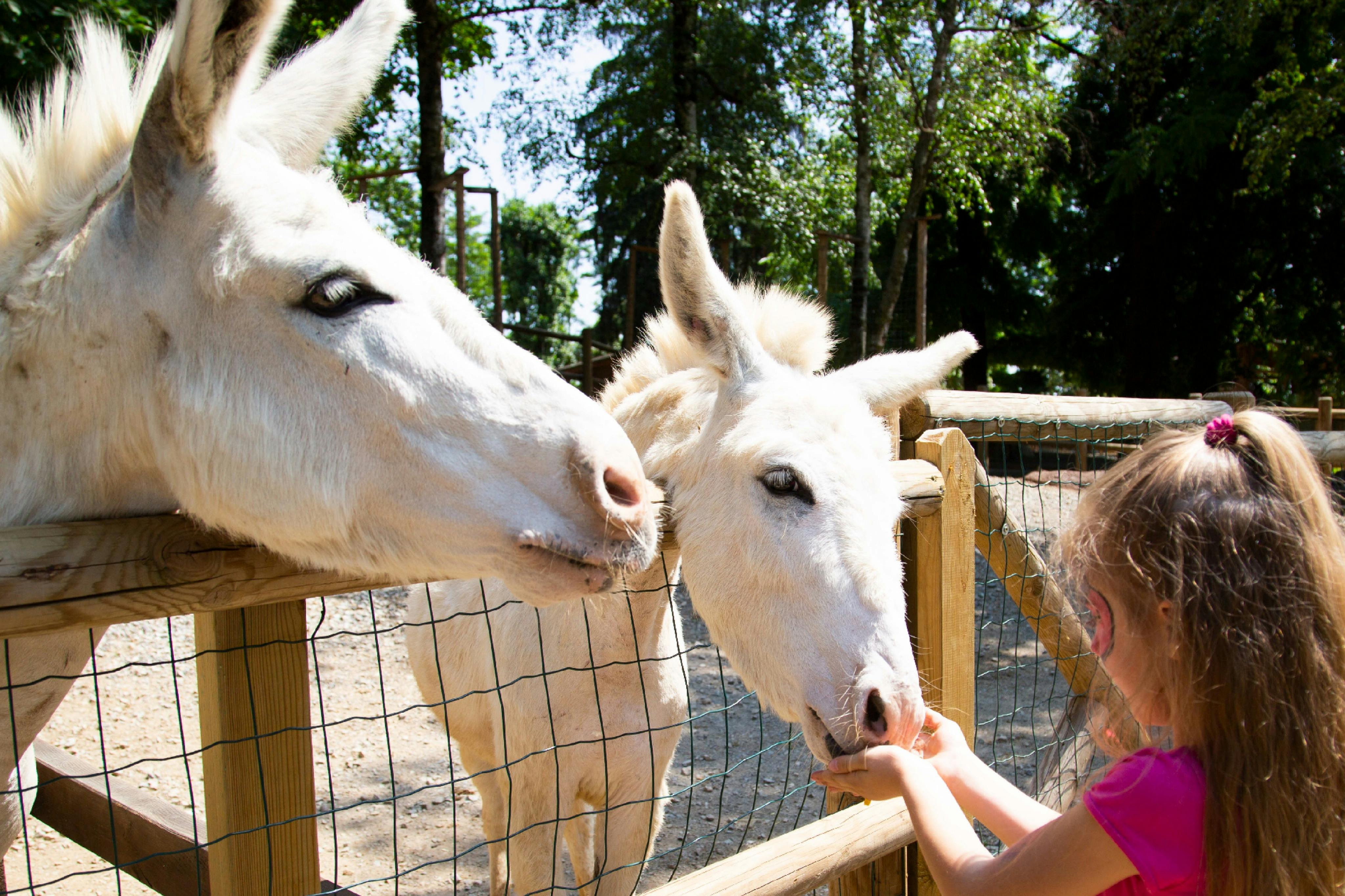 A child feeding two white donkeys through a wooden fence in a sunny outdoor area with trees in the background.