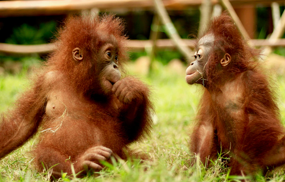 Two young orangutans sit on grass, one with its hand to its mouth and the other looking at it attentively.