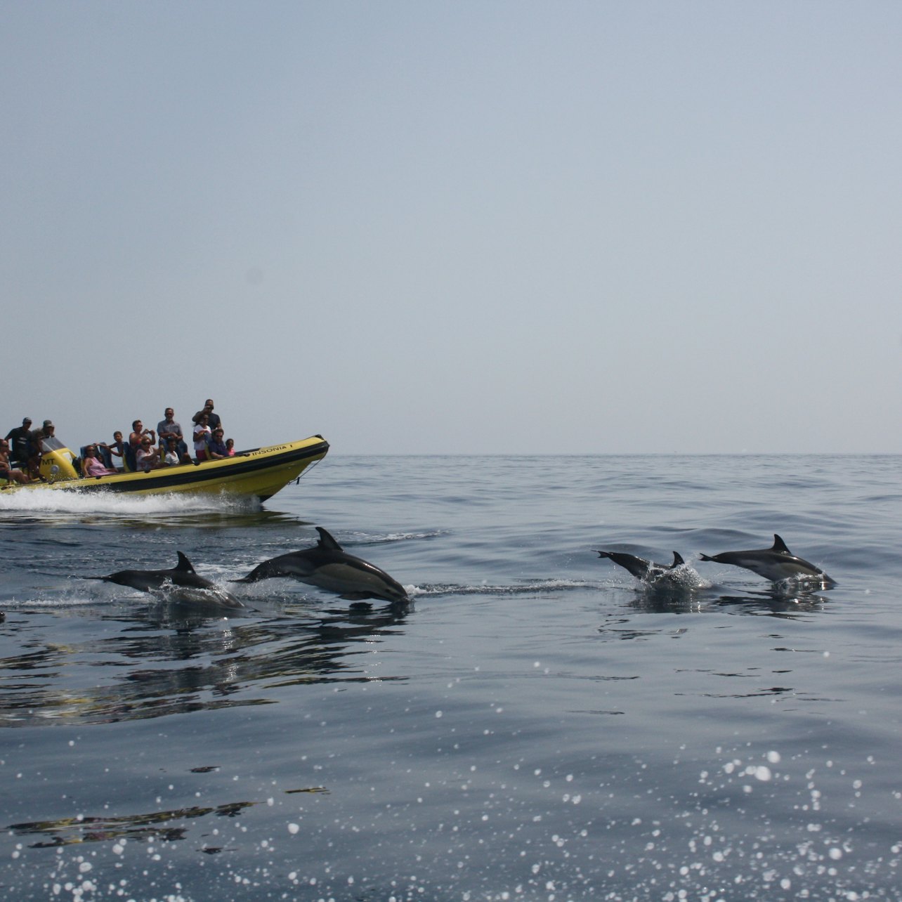 Tour in Barca Grotte e Avvistamento Delfini da Albufeira - Insónia (semirigida) - Alloggi in Albufeira